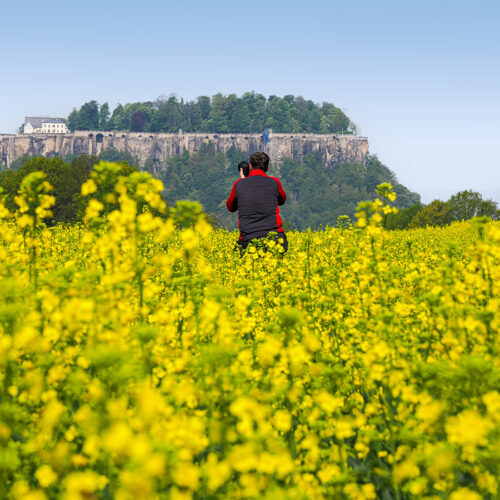 Fotograf im Rapsfeld knipst die Festung Königstein
