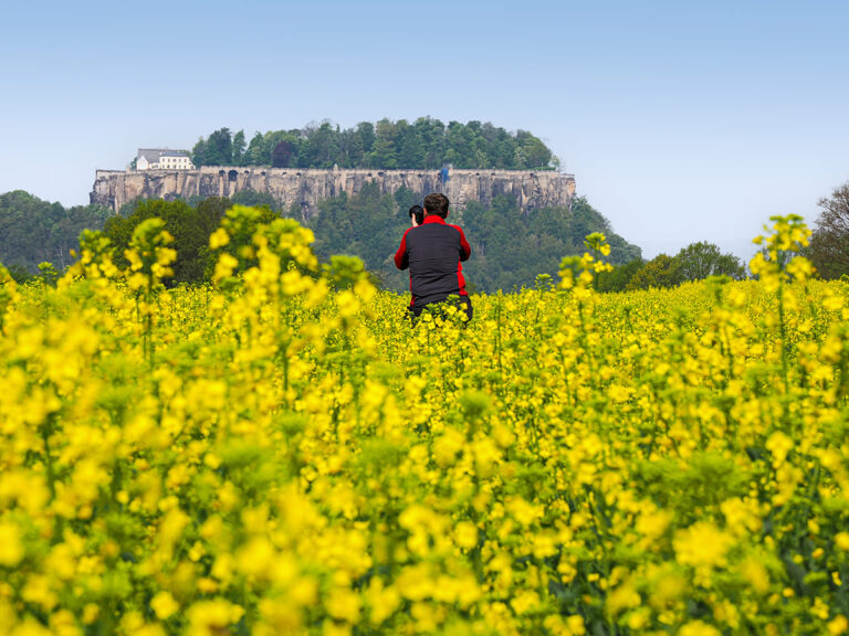 Fotograf im Rapsfeld knipst die Festung Königstein
